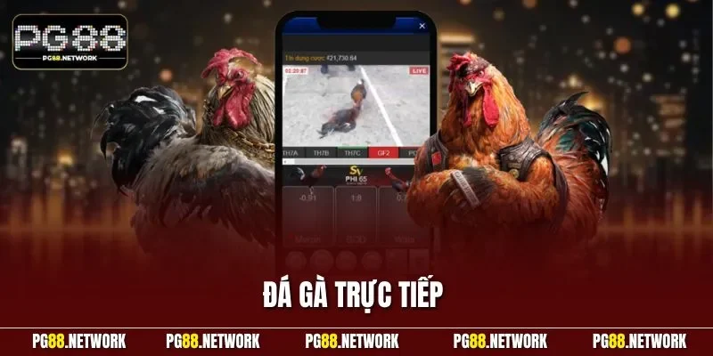 Đá gà trực tiếp